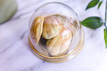 Matcha Madeleines ★